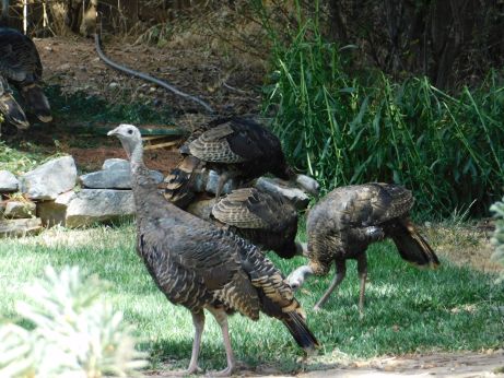 [Picture of turkeys in yard]